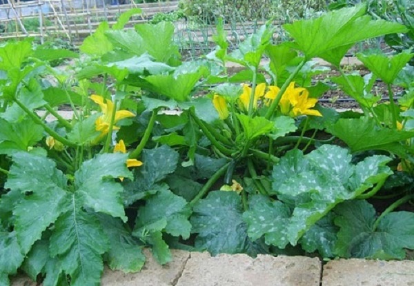 zucchine semina luglio possibile