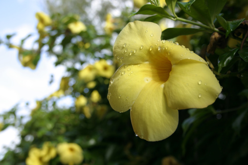 allamanda cathartica fioritura estiva