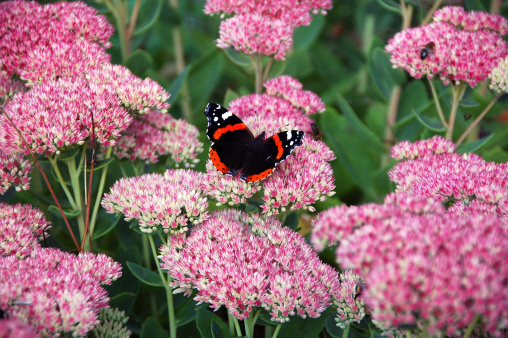 sedum spectabile fioritura estiva