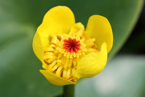 nuphar acquatica fioritura estiva