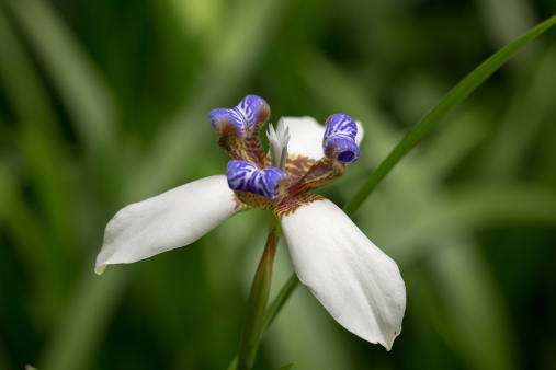 neomarica fioritura estiva