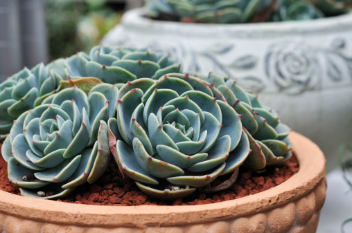 echeveria varietà più belle