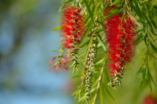 callistemon linearis fioritura estiva