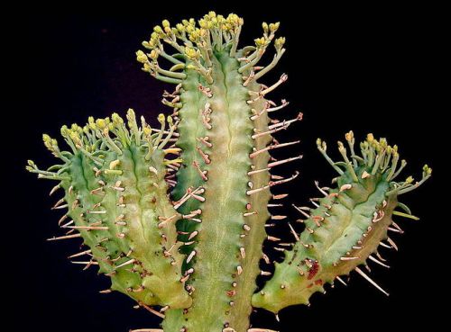 Euphorbia atrispina, pianta grassa