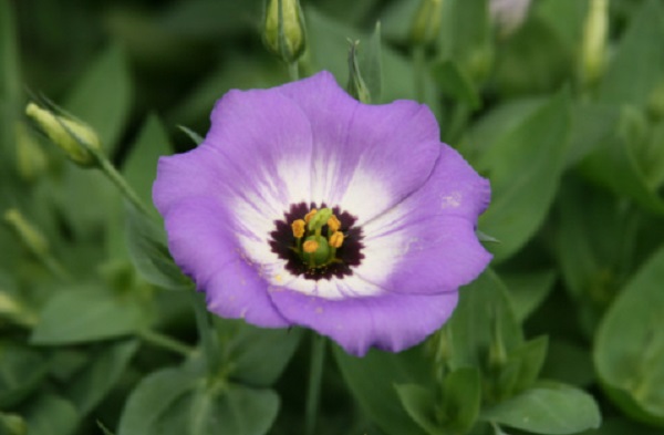 significato fiori eustoma