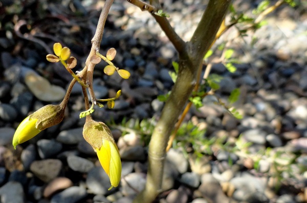 Sophora Little Baby