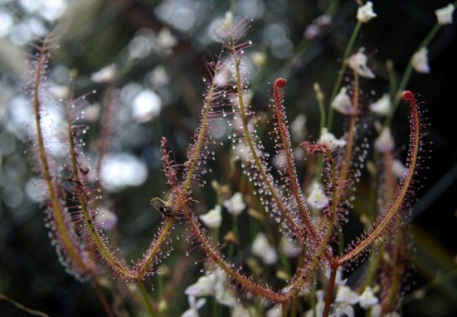 Utricularia