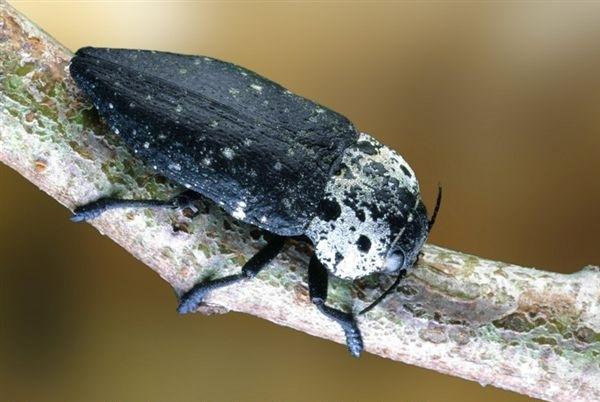 capnodio insetto parassita alberi frutto