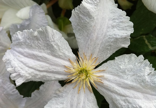 Clematis Prince George