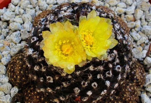 copiapoa