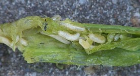 mosca cipolla insetto parassita