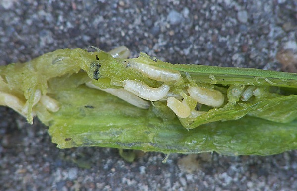 Mosca della cipolla, insetto parassita