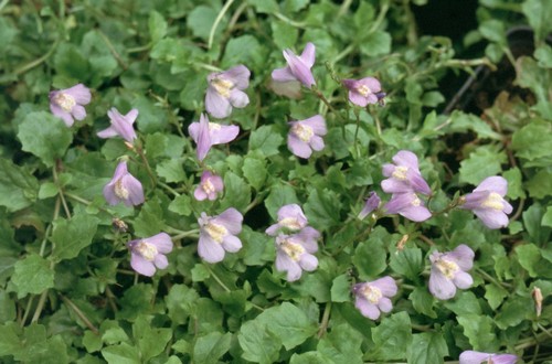 mazus reptans tappeto erboso