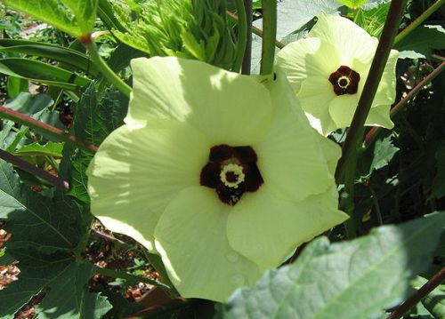 okra-gombo