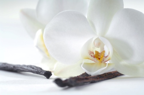 orchidea vaniglia