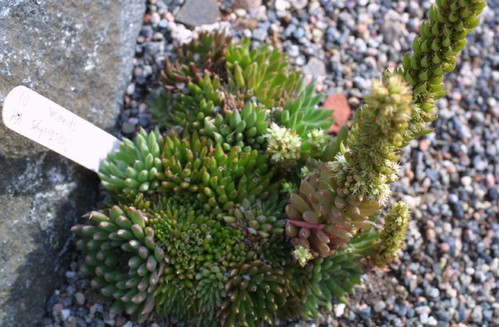 orostachys fioritura estiva