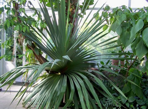 pandanus utile decorativo