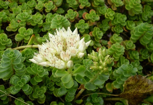 sedum spurium tappezzante fioritura estiva