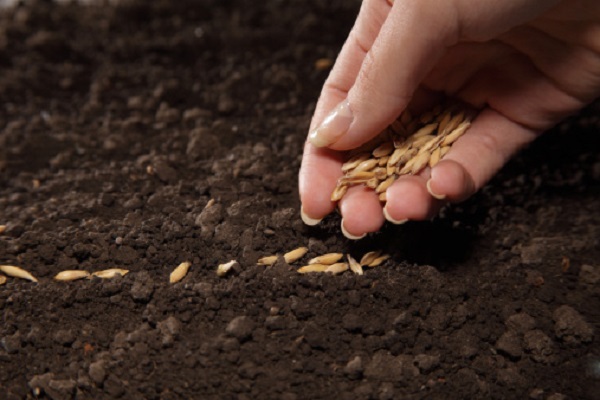 Come autoprodurre i semi per la semina