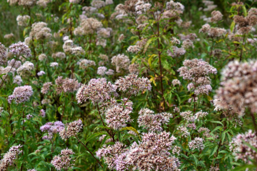 valeriana