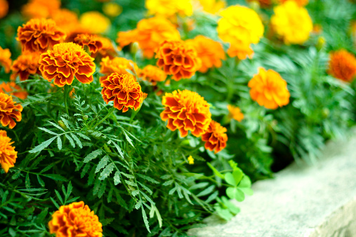 tagetes varietà cure