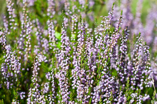 erica scopa da bosco