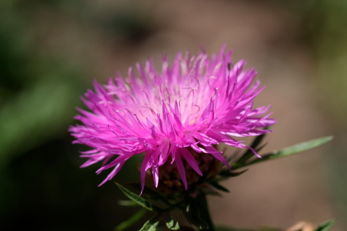 Callistephus, fioritura estiva