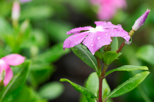 vinca rosea