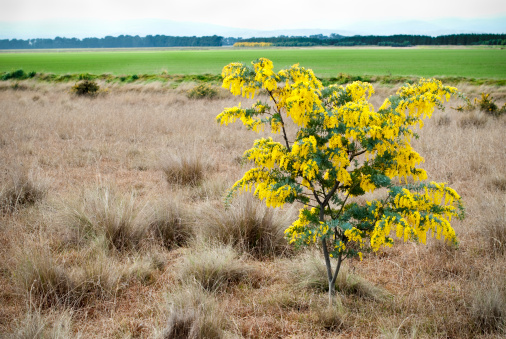 acacia armata arbusto perenne