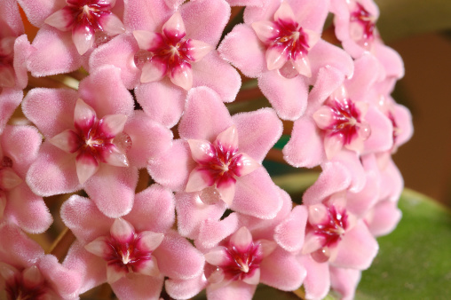 hoya carnosa fiore di cera