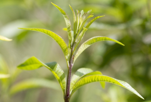 aloysia pianta aromatica