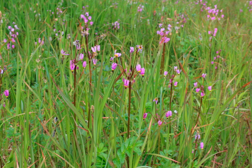 dodecatheon stelle cadenti