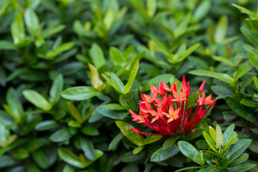 ixora coccinea pianta da siepe