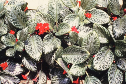 episcia cupreata pianta da appartamento