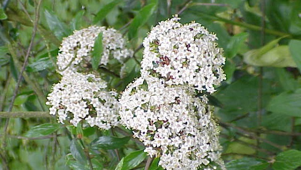 significato fiori viburno