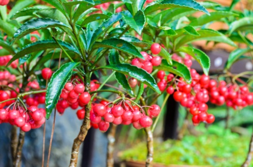 ardisia crenata