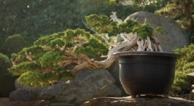 bonsai stile cascata