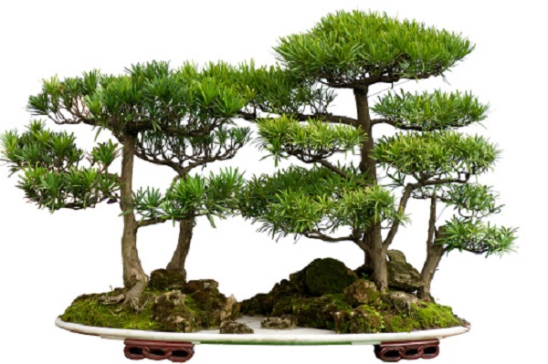 Come fare un boschetto di bonsai