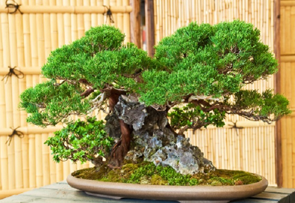 bonsai stile zattera