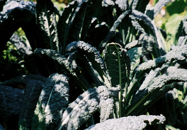 orto sul balcone cavolo nero