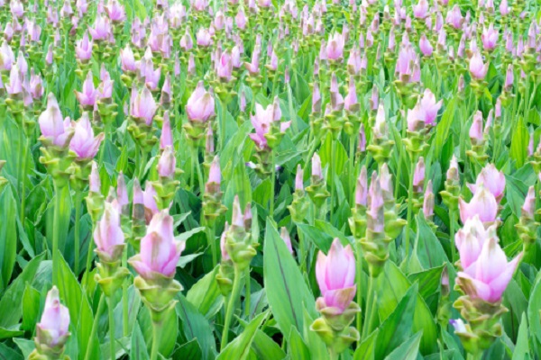 Significato Dei Fiori La Curcuma Pollicegreen