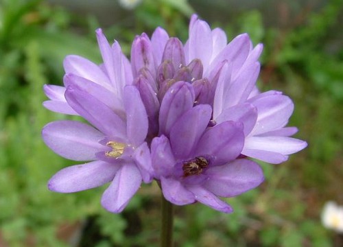 dichelostemma bulbosa perenne