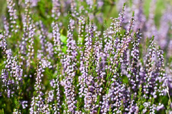 arredare balcone fiori cambiamenti autunno