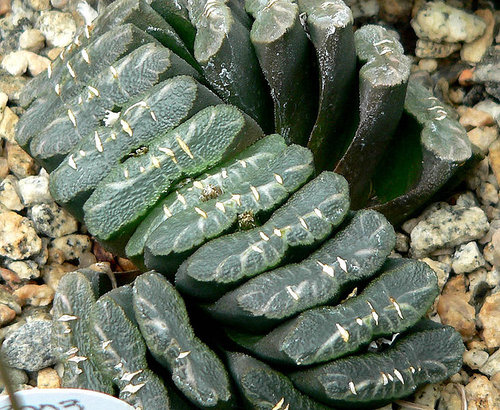 haworthia-truncata