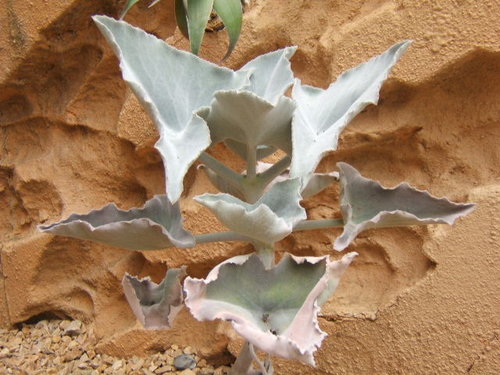 kalanchoe-beharensis