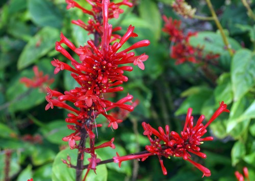 odontonema fioritura autunnale