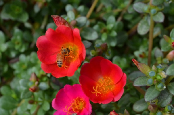 orto balcone coltivare portulaca vaso