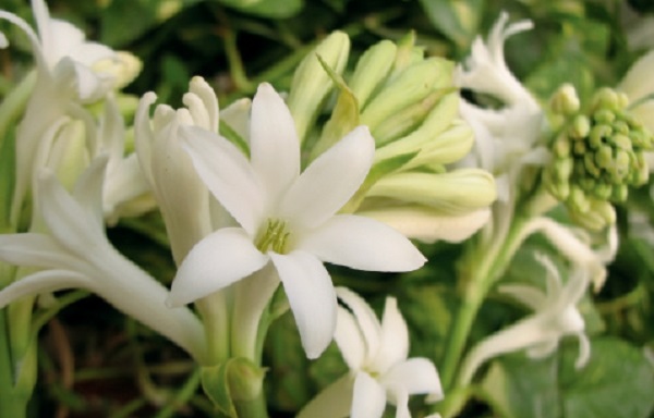 significato fiori tuberosa