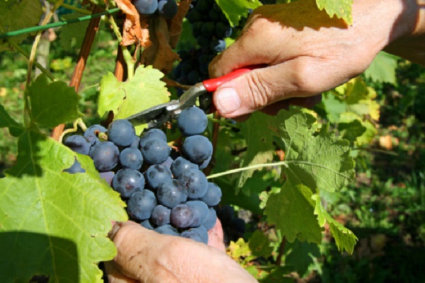 vendemmia tempo cominciare