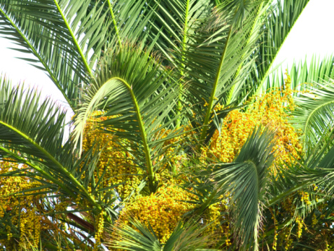 cycas palma appartamento